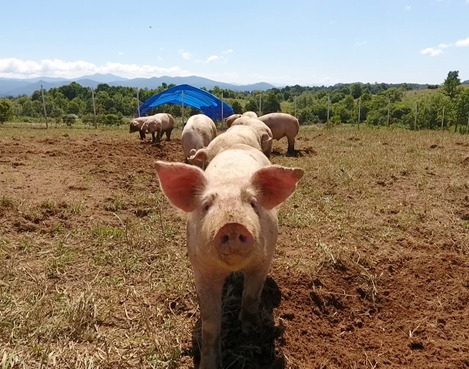 雄大なブナ森牧場で元気いっぱいに豚を放牧
