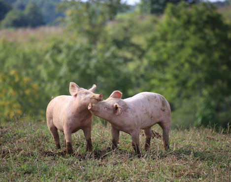 田沢湖のブランド放牧豚。安心・安全を追求し、日本全国・世界へ
